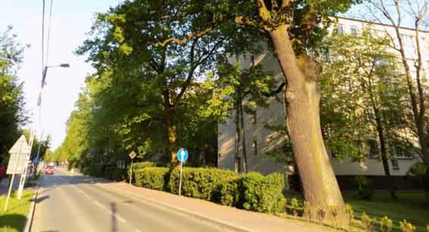 konkursy plebiscyty, Brwinosław finalistą konkursu Drzewo - zdjęcie, fotografia