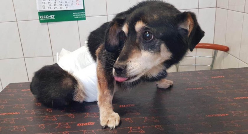 akcje charytatywne , Ratujemy Znajdki! Dramatyczna sytuacja przytulisku Waszej pomocy przetrwamy - zdjęcie, fotografia