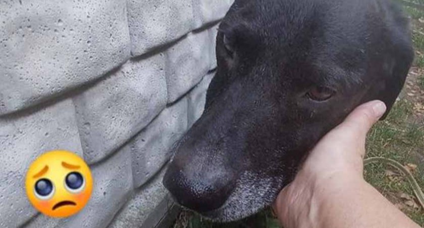 akcje charytatywne , ZWIERZĄT ADOPTUJ DŻEKIEGO KUPUJ - zdjęcie, fotografia
