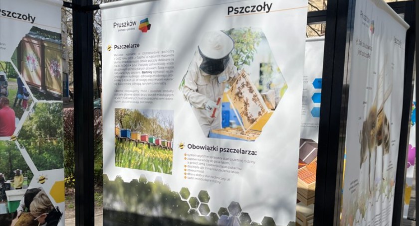 edukacja, „PSZCZOŁY” Parku Kościuszki wystawa edukacyjna - zdjęcie, fotografia