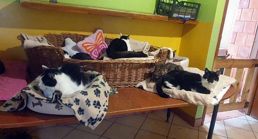 zwierzęta, Kilkadziesiąt psów kotów straci głową Fundacja “Chata Zwierzaka” tonie długach - zdjęcie, fotografia