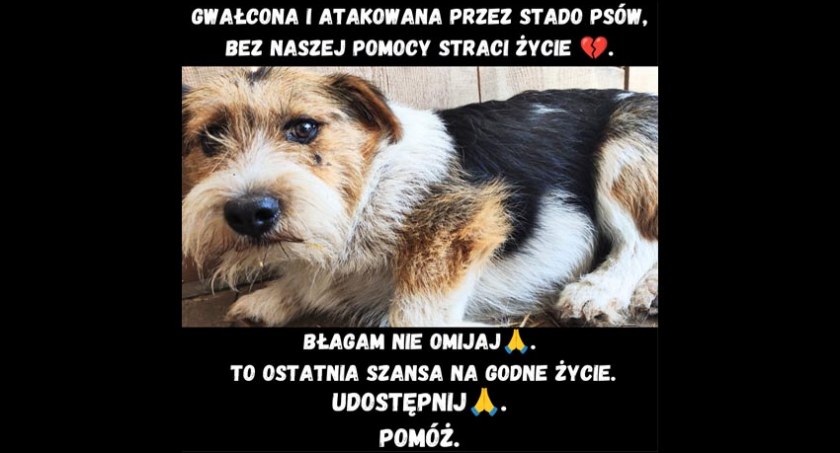 akcje charytatywne , ZWIERZĄT ADOPTUJ KUPUJ - zdjęcie, fotografia