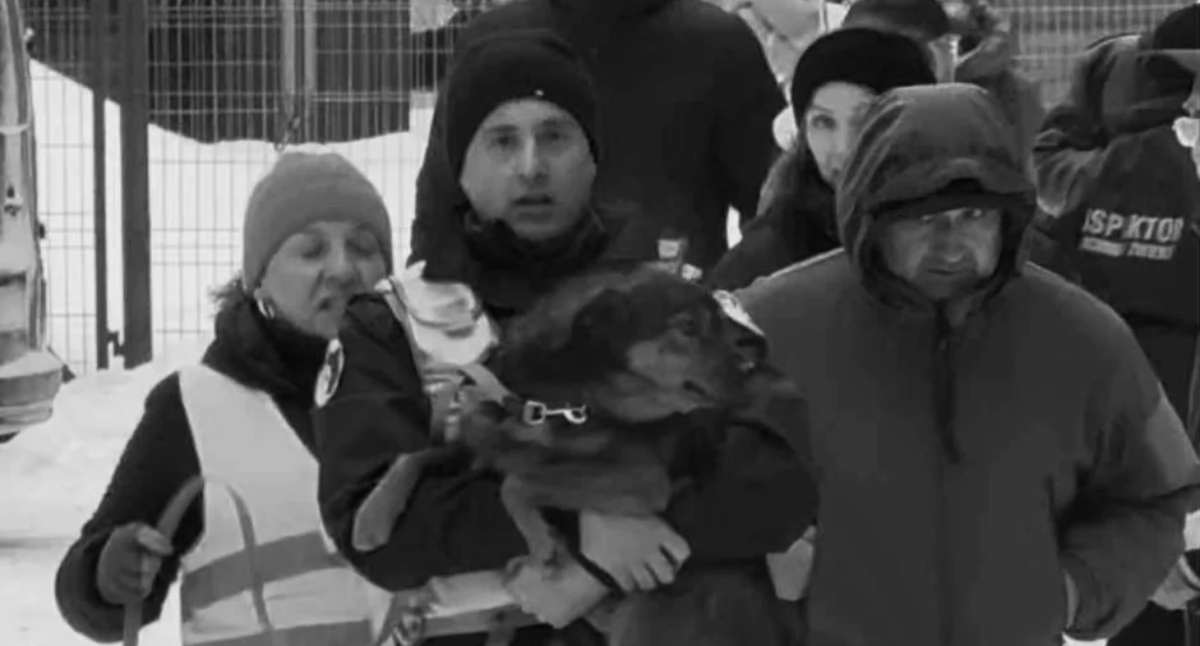 akcje charytatywne , Sobolew zamknięty walka życie zwierząt dopiero zaczyna Ruszyła pilna zbiórka! - zdjęcie, fotografia