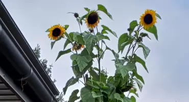 Warzywa górą - konkurs na największy owoc i warzywo z terenu gminy Brwinów