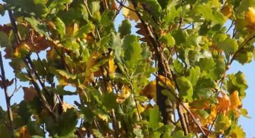 Nowych nasadzenia drzew w gminie Brwinów 